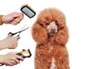 Pros and Cons of Being a Dog Groomer