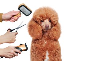 Pros and Cons of Being a Dog Groomer