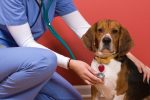 Pros and Cons of Being a Veterinary Technician