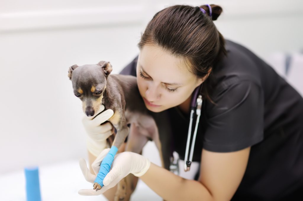 Pros of Being a Veterinary Technician