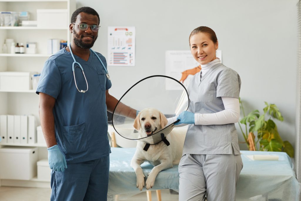 Should You Become a Veterinary Assistant