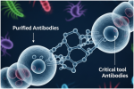 The image illustrates the concept of purified antibodies, highlighting their role as critical tools in various applications