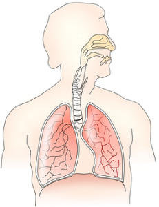 Respiratory system