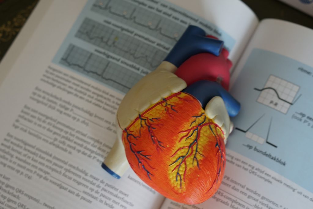 Heart model to explain how the heart works to patients