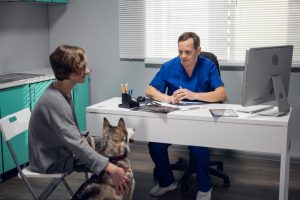 Veterinary doctor examining a sick dog in his office