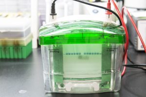 Western blot analysis or protein analysis