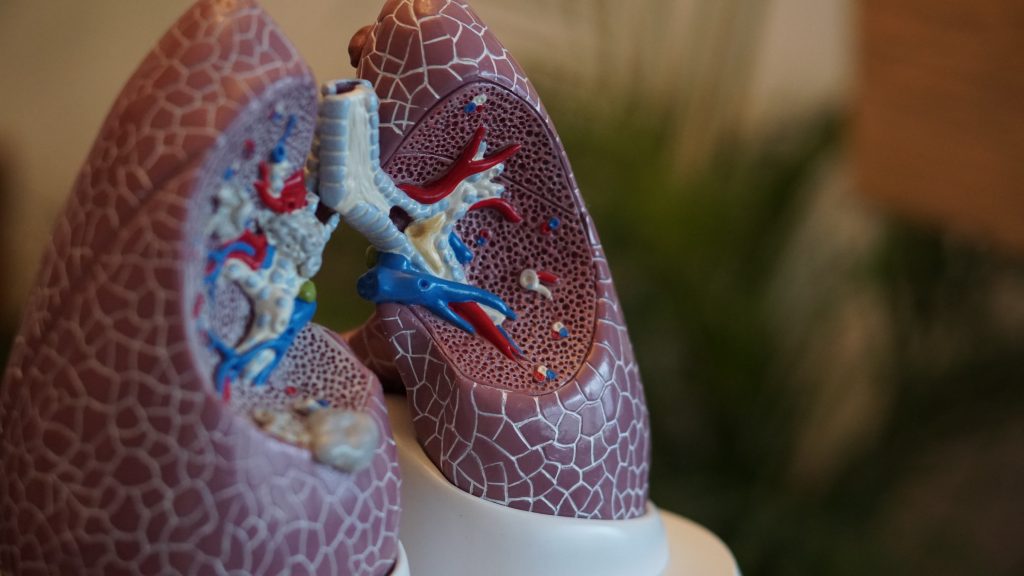 Anatomy of the lungs