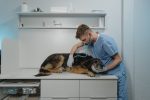 Online Vet Tech Training Programs