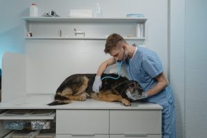 Online Vet Tech Training Programs