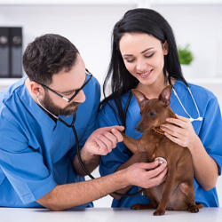 Veterinary Technician